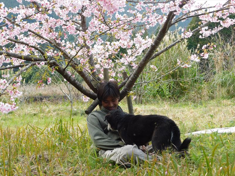 伊比井、桜の木の下で、飼い犬と